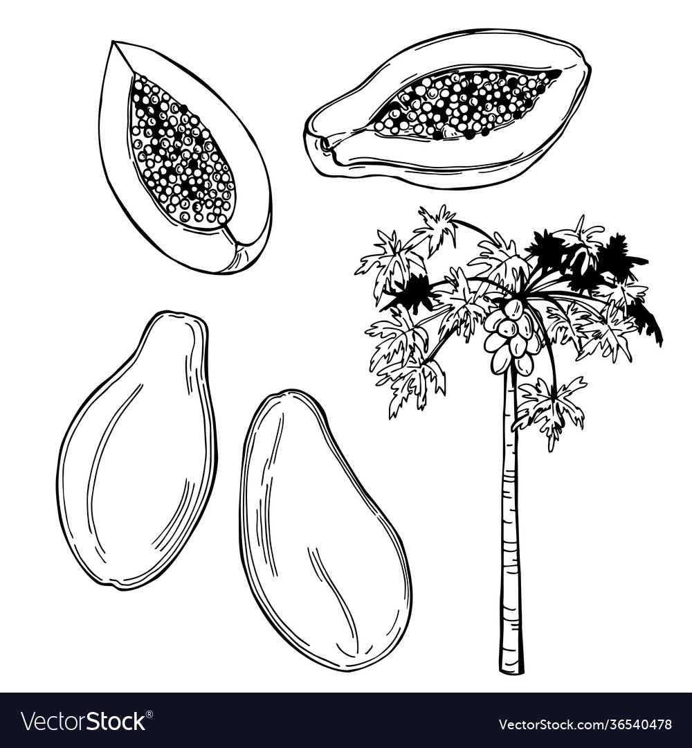 Tropical Fruits Royalty Free Vector Image VectorStock