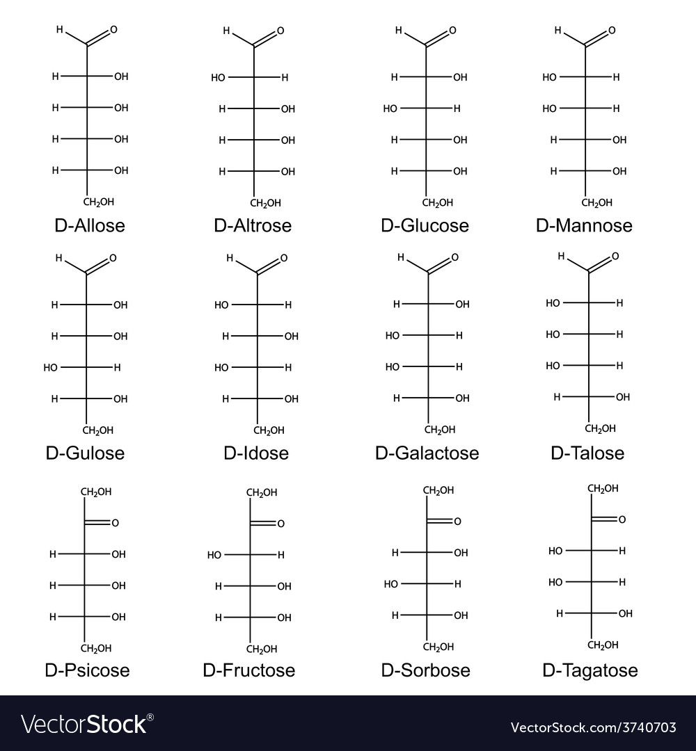 Structural Formulas Main Monosaccharides Vector Image