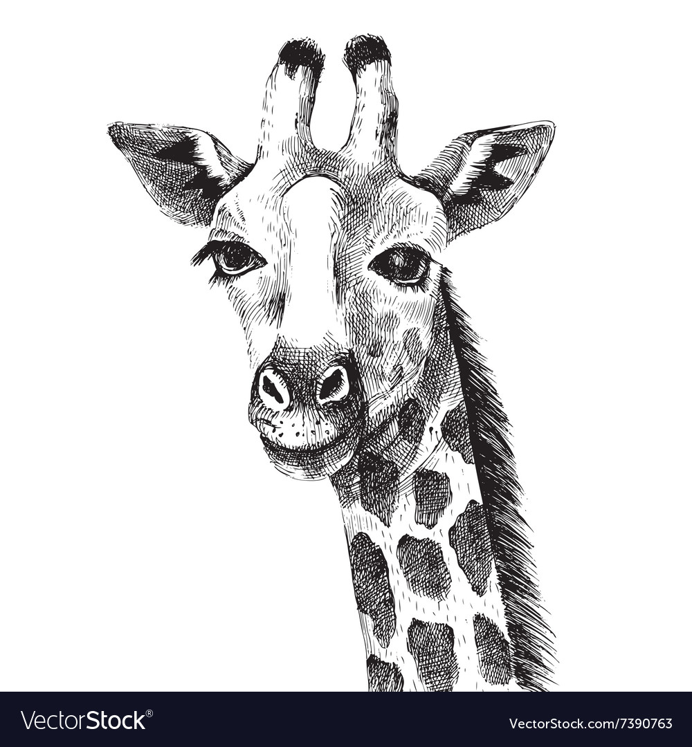 Hand Drawn Giraffe Portrait Royalty Free Vector Image