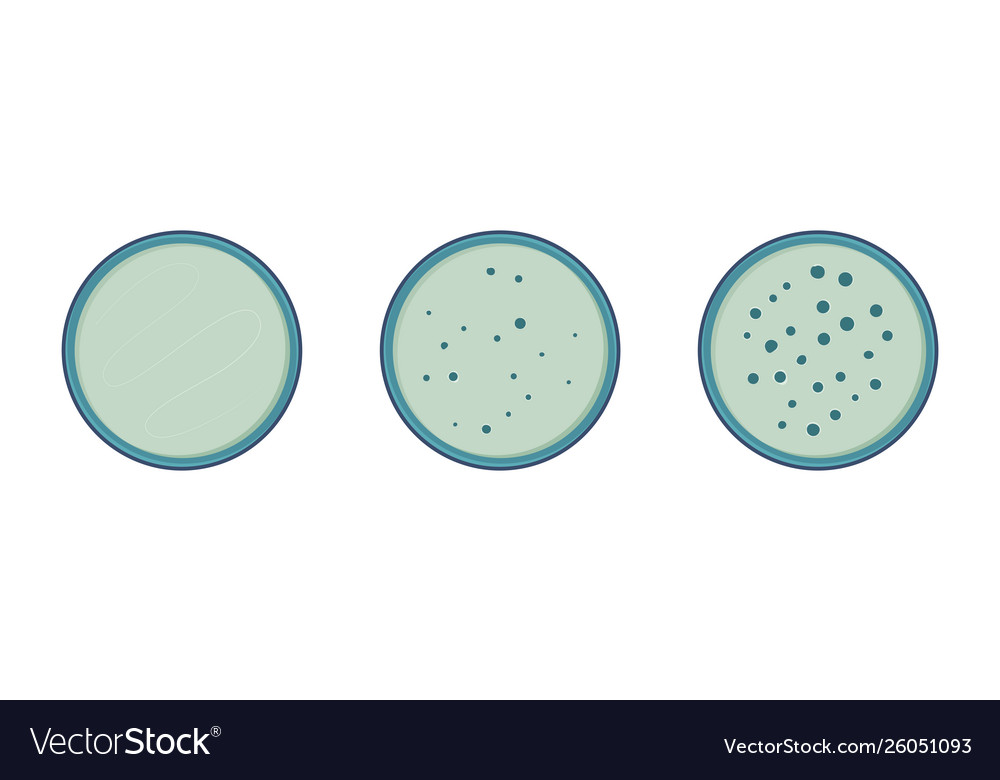 Colony Bacteria Growth In Petry Dish Stages Vector Image