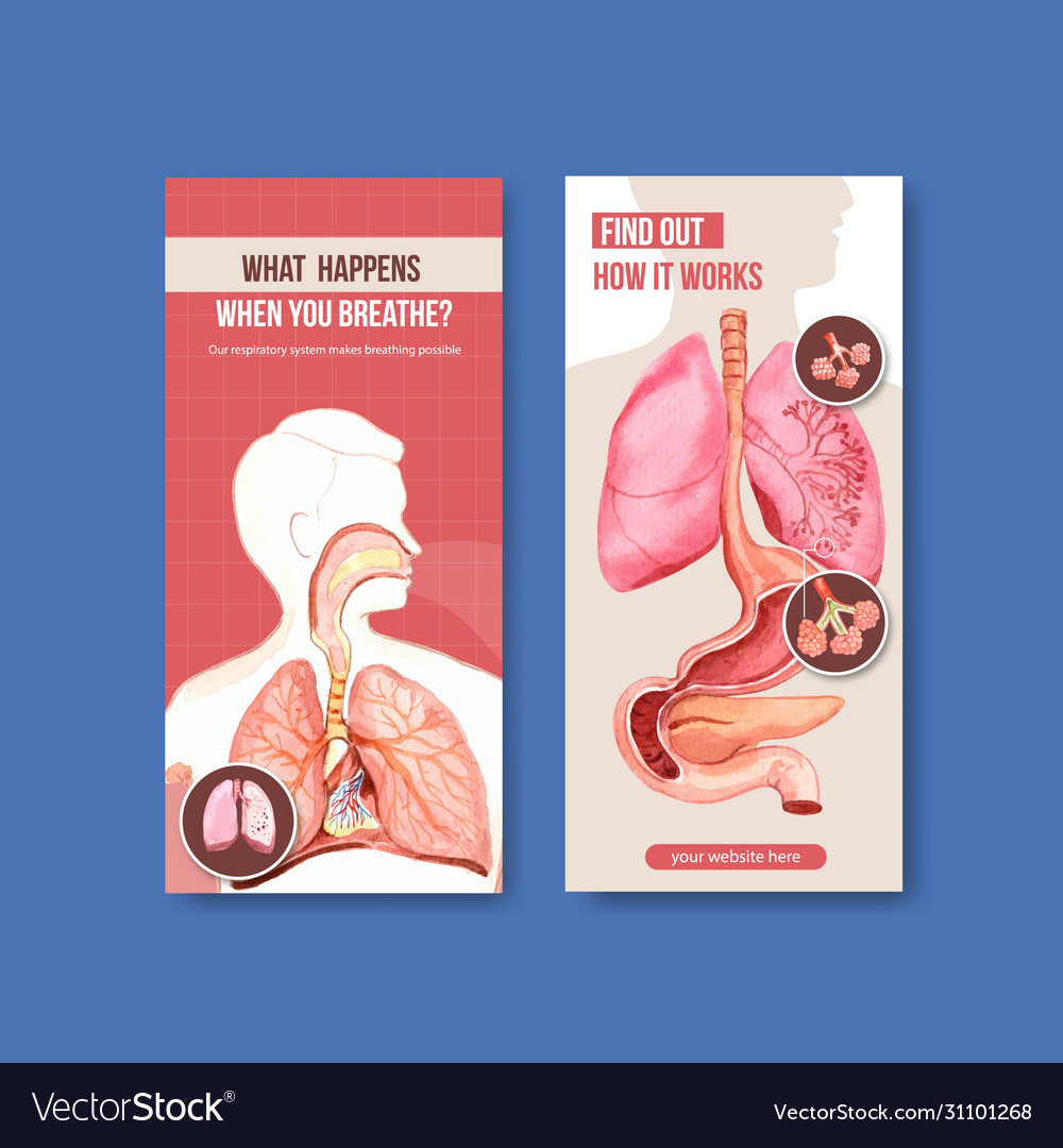 Respiratory Flyer Design With Human Anatomy Vector Image