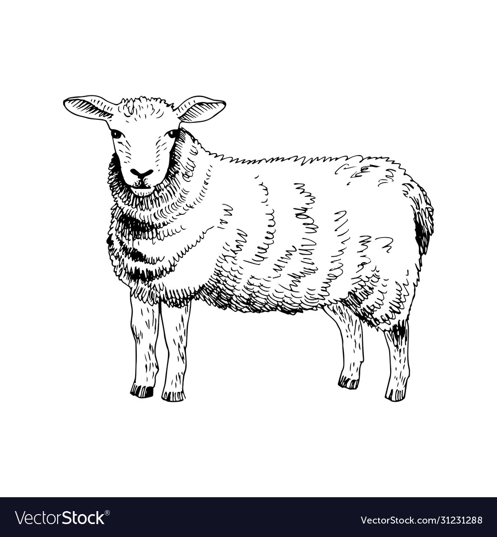 Hand Drawn Sheep Royalty Free Vector Image Vectorstock