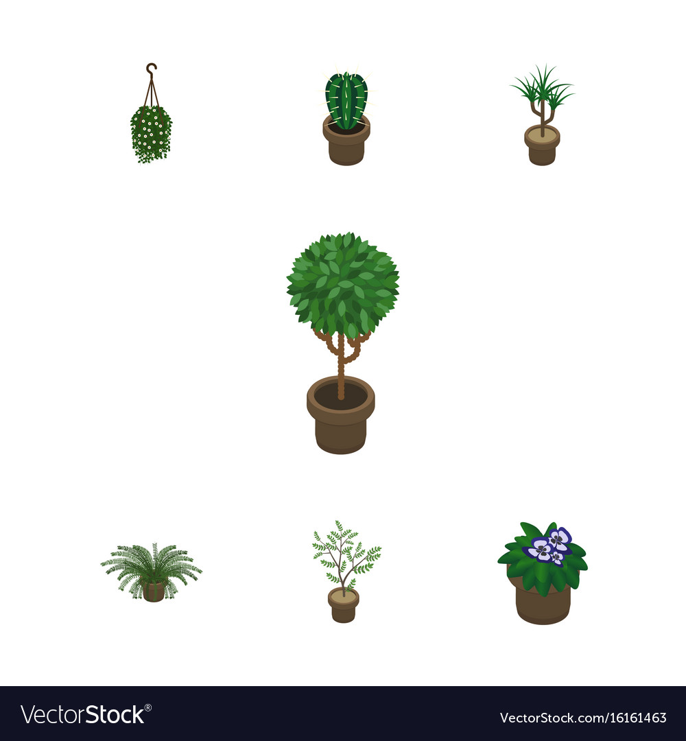 Isometric Houseplant Set Of Peyote Blossom Plant Vector Image