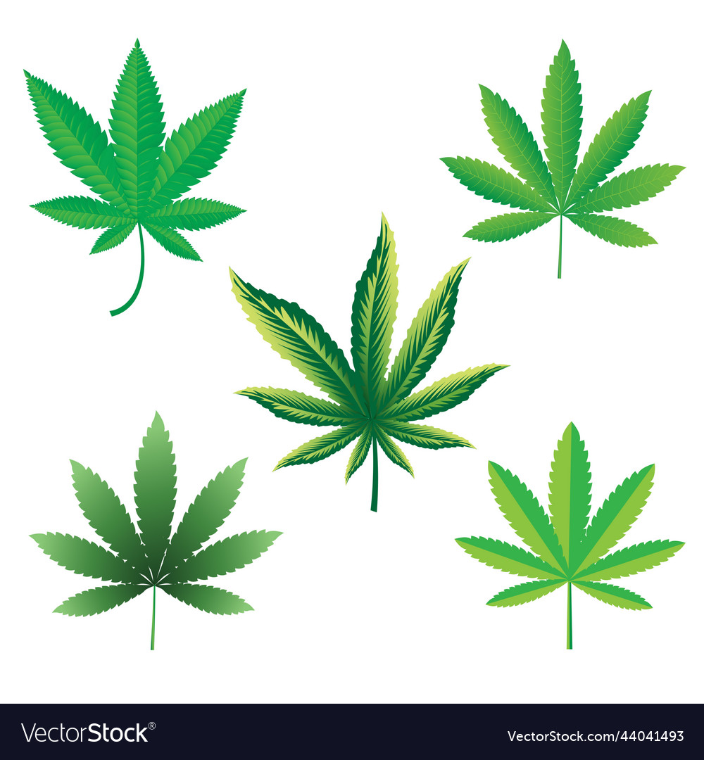 Cannabis Leaf Royalty Free Vector Image Vectorstock