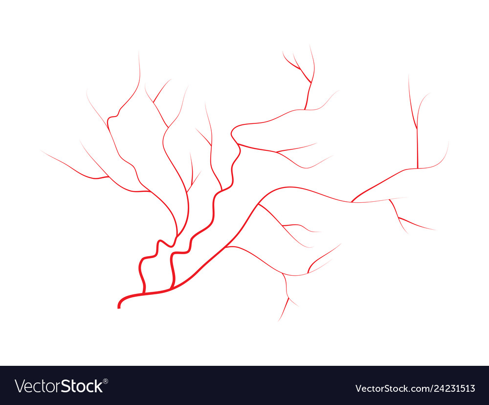 Eye Veins Human Red Blood Vessels System Vector Image