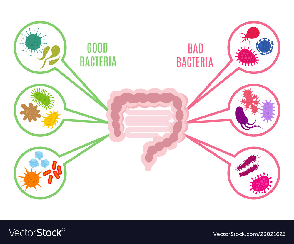 Poster Of Intestinal Flora Gut Health Royalty Free Vector