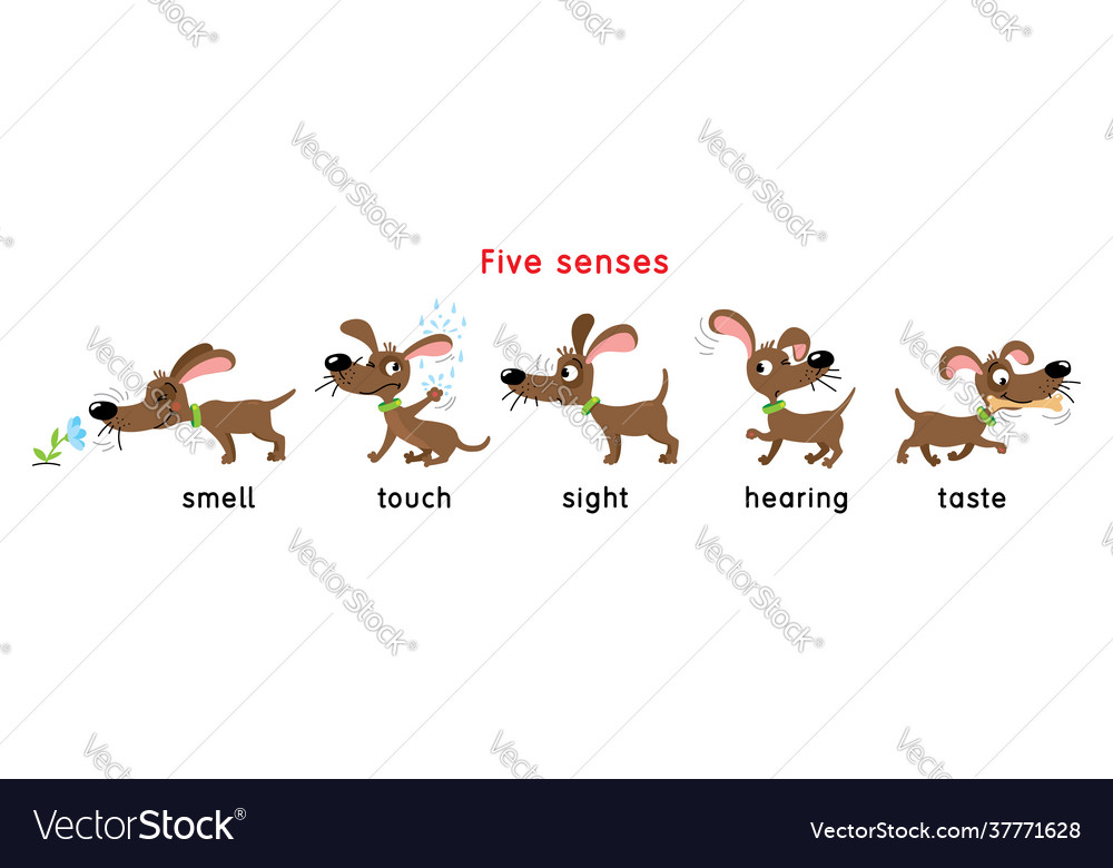 Five Senses Icon Touch Taste Hearing Sight Smell Vector Image