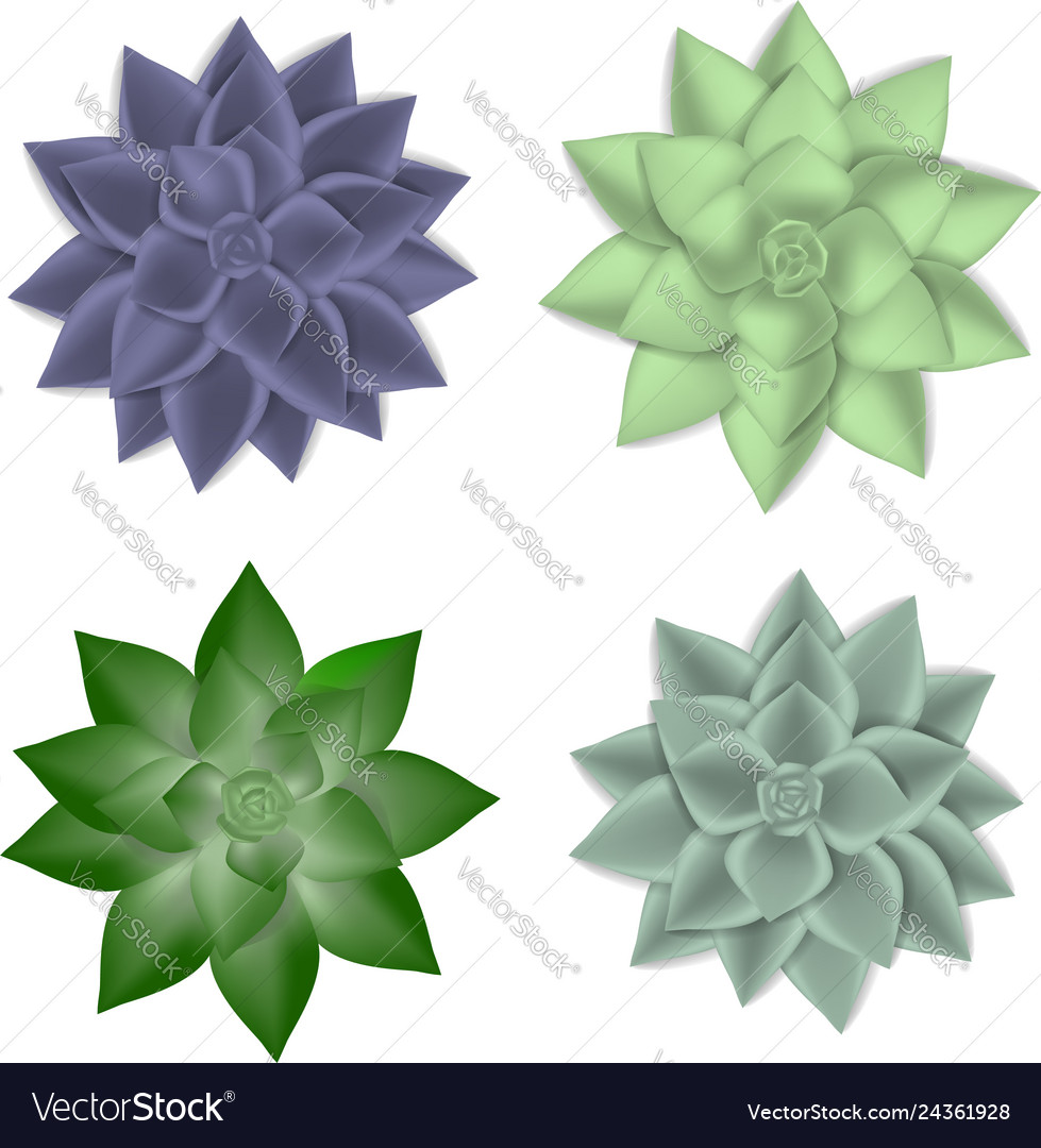 Succulent Icons Set Realistic Style Royalty Free Vector