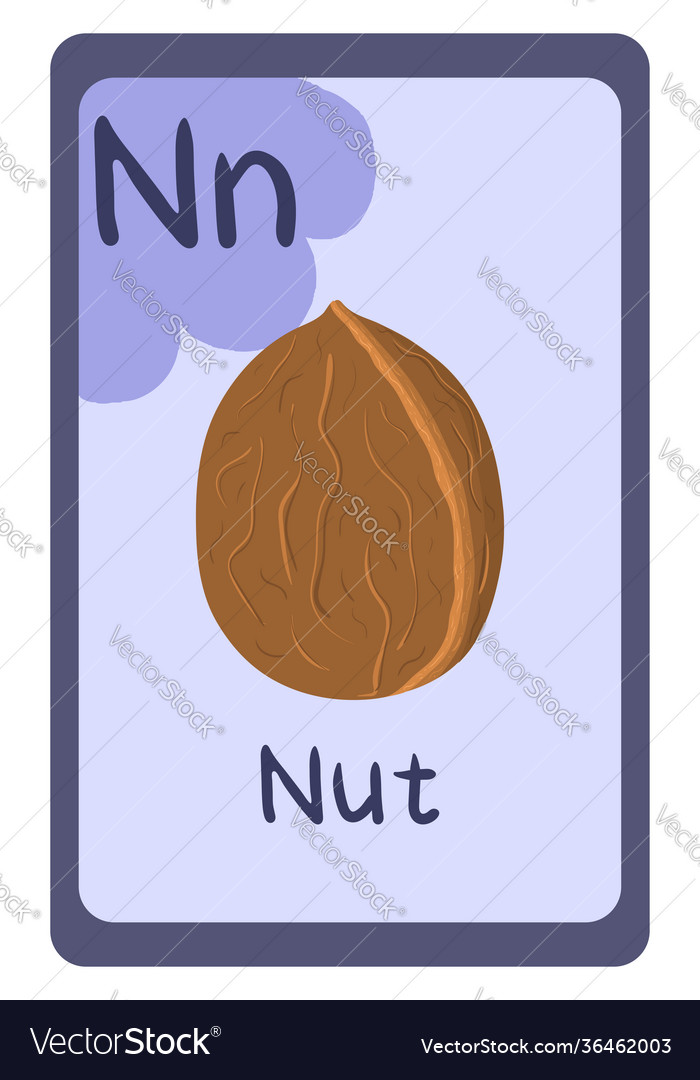 Colorful Abc Education Flash Card Letter N Nut Vector Image