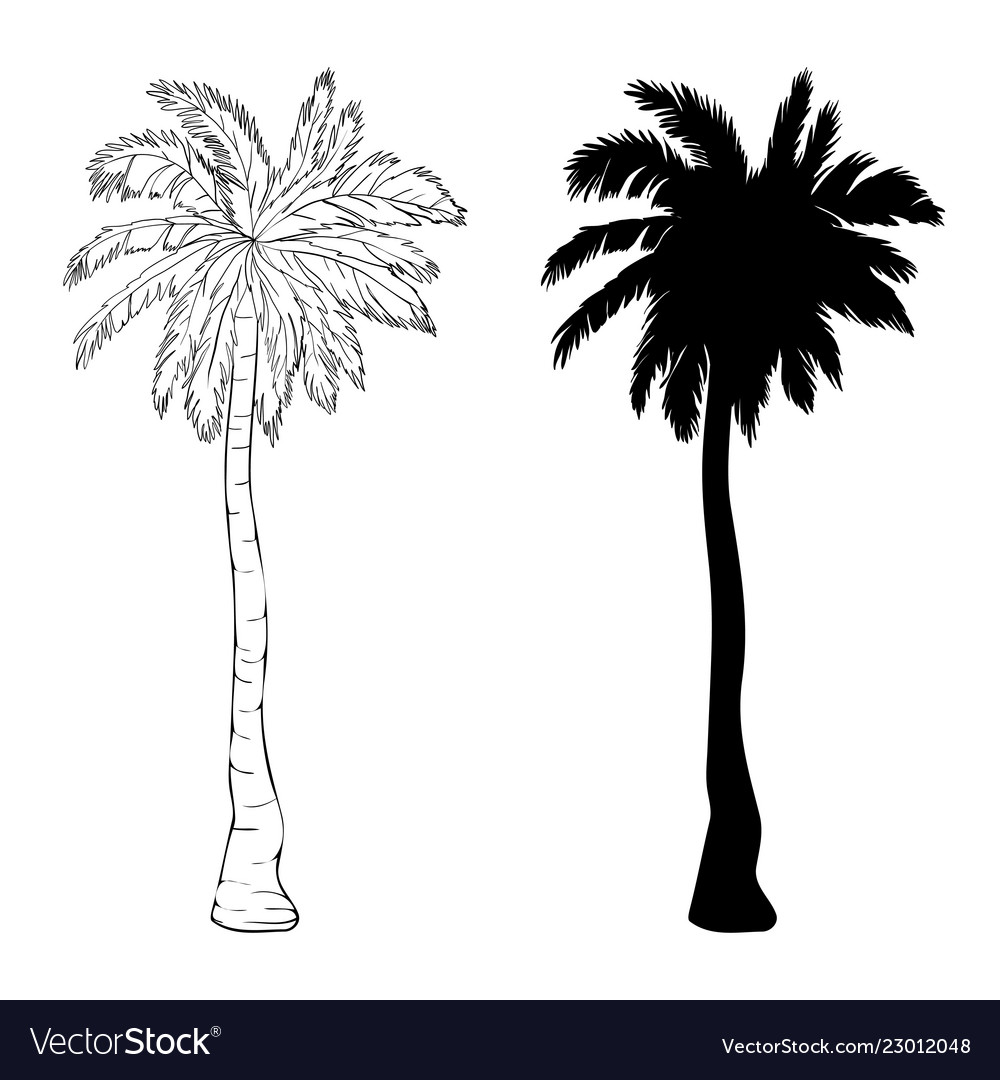 Palm Tree Silhouette Icons On White Background Vector Image