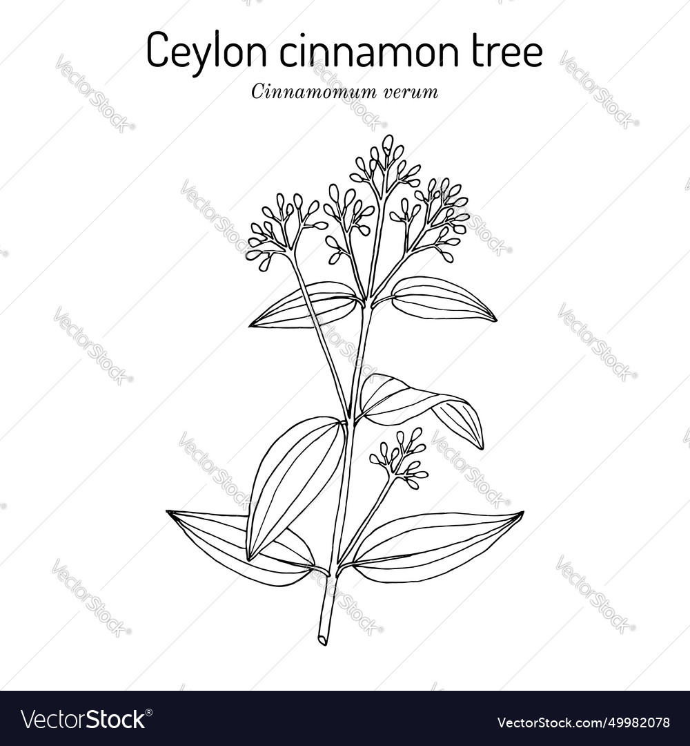 Ceylon Cinnamon Tree Cinnamomum Verum Spice Vector Image