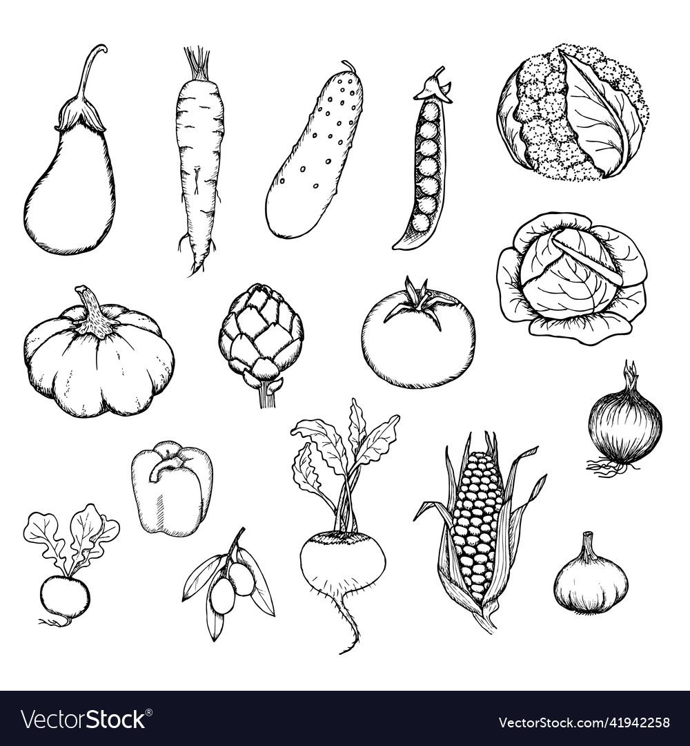 Hand Drawn Fresh Organic Vegetables Set Royalty Free Vector