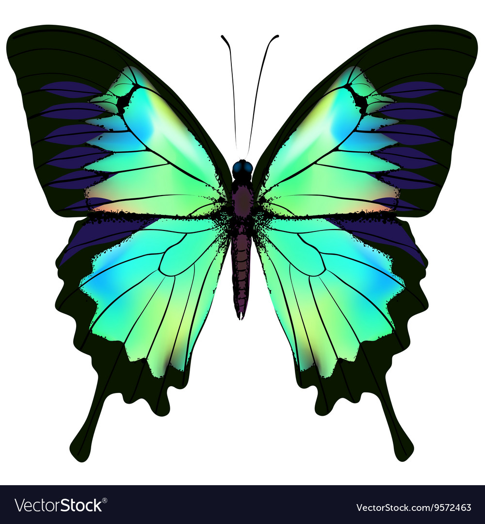 Butterfly Royalty Free Vector Image VectorStock