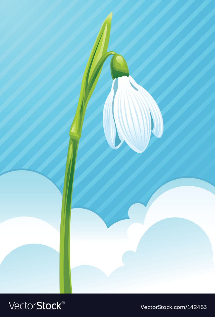 White Snowdrop Royalty Free Vector Image VectorStock