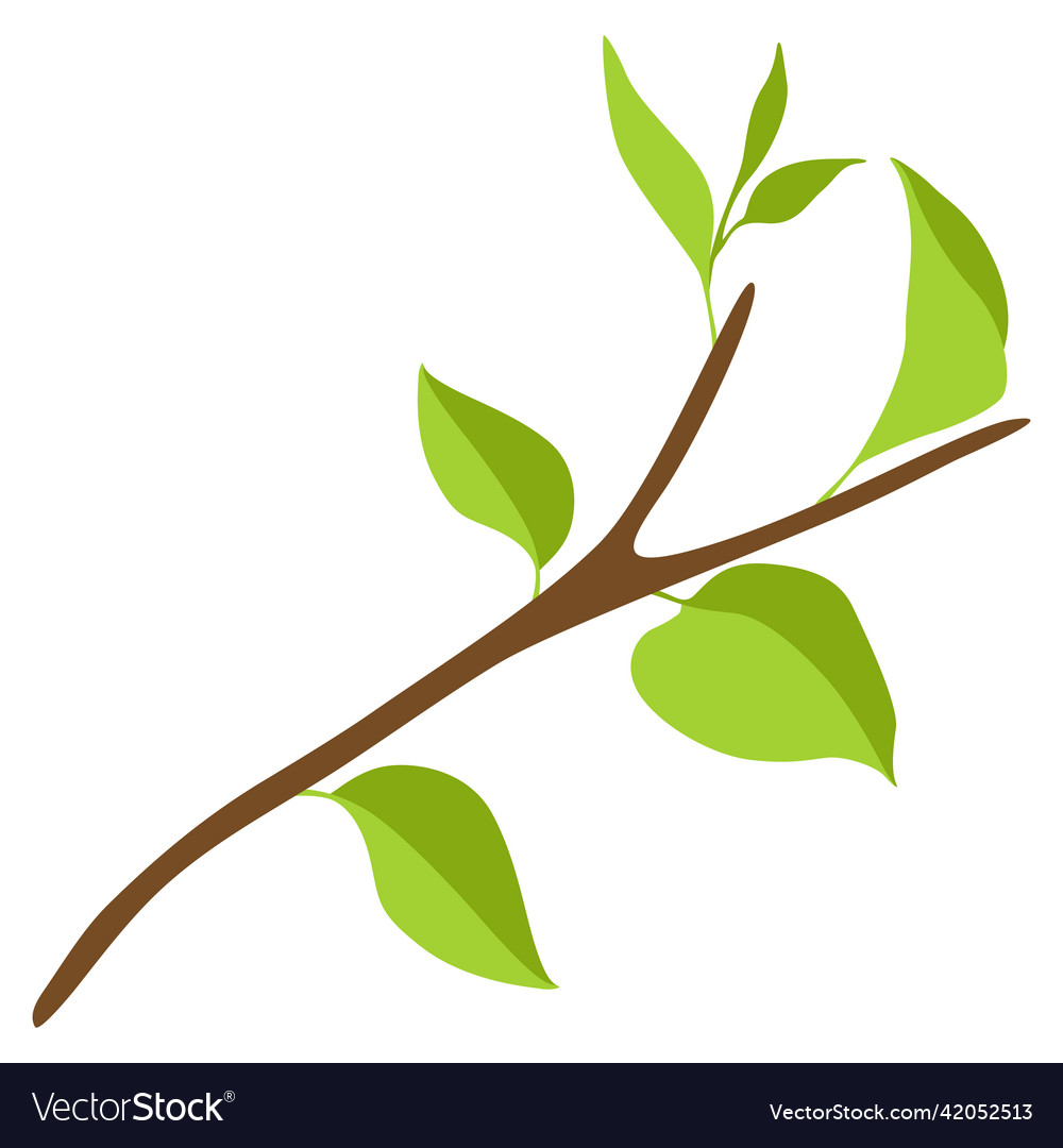 Branch With Green Leaves Spring Royalty Free Vector Image