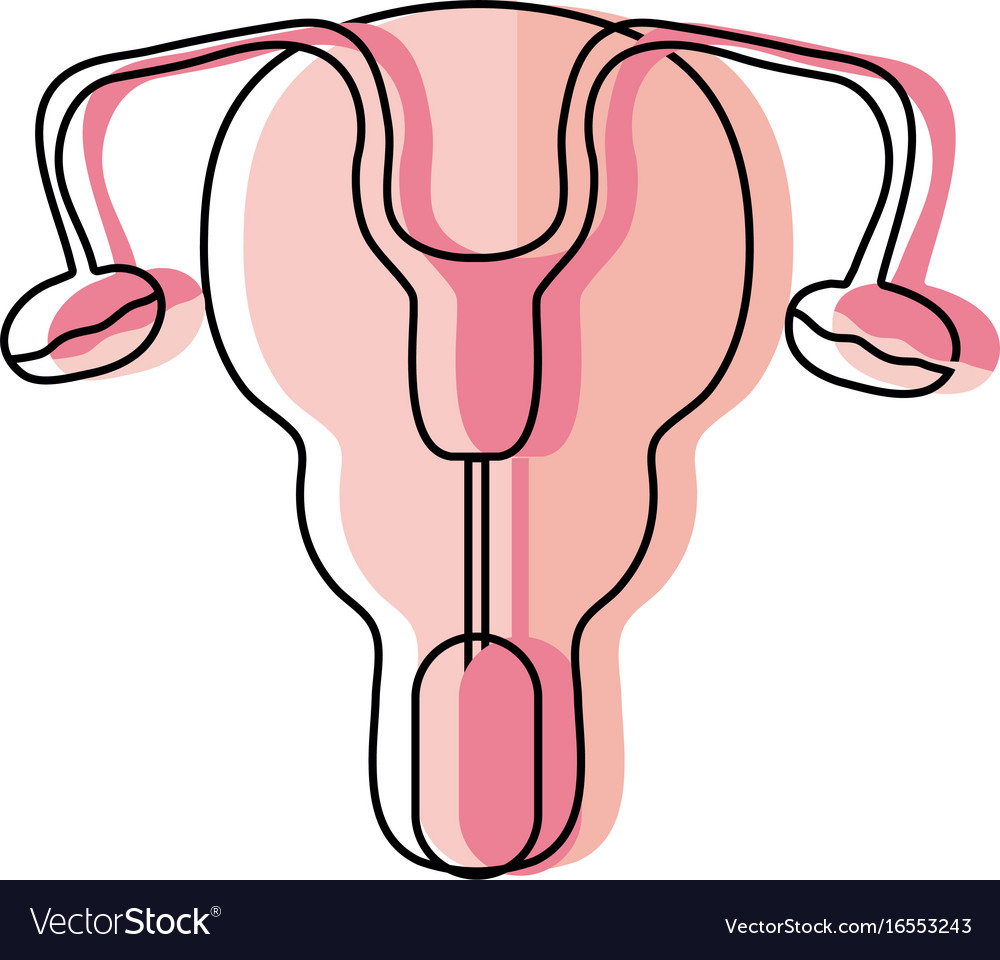 Fallopian Tubes And Uterus Women Organs Royalty Free Vector