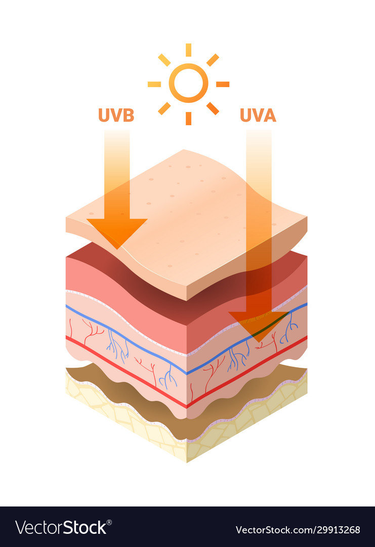 Uvb Uva Rays From Sun Penetrate Into Epidermis Of Vector Image