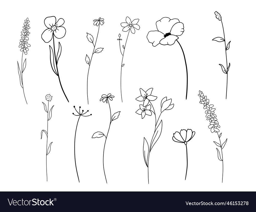 Hand Drawn Wildflowers Set Outline Sketch Vector Image