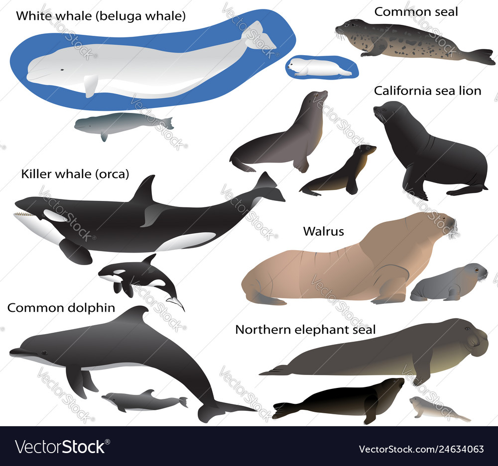 Collection Marine Mammals And Its Cubs Royalty Free Vector