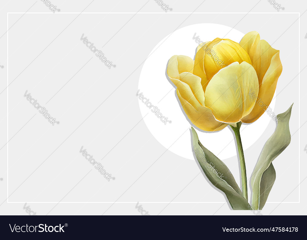 Yellow Tulip Watercolor Royalty Free Vector Image