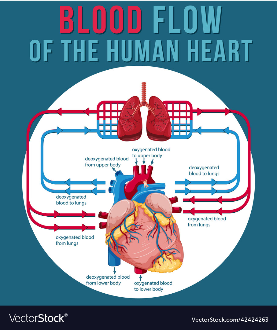 Blood Flow Of The Human Heart Royalty Free Vector Image