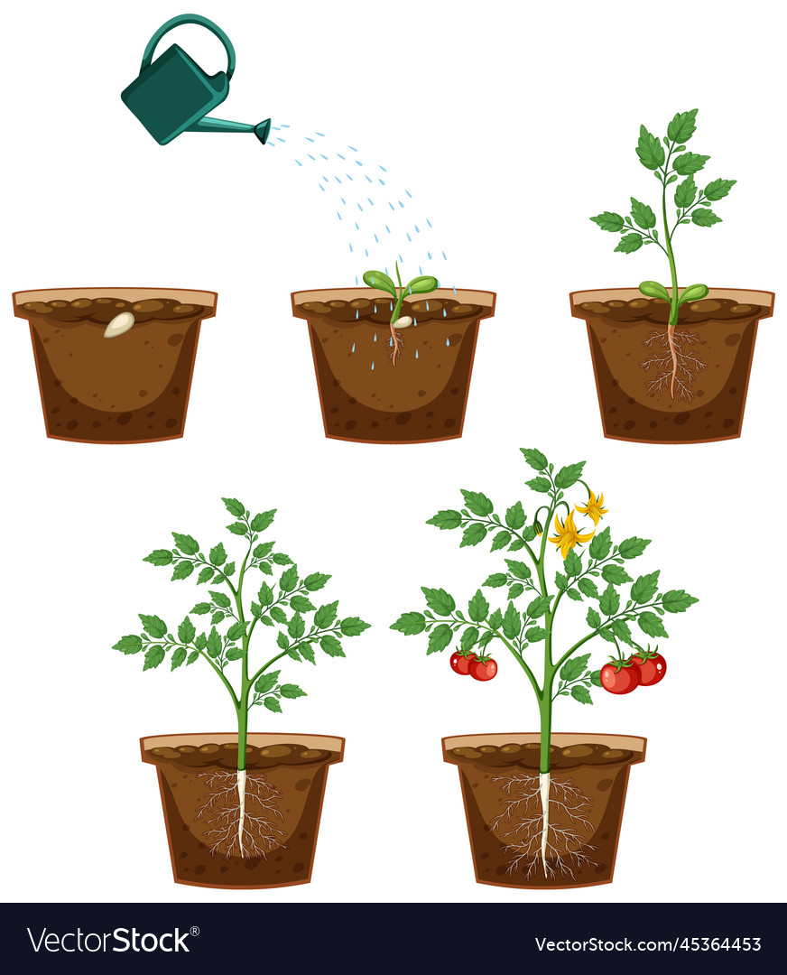 Life Cycle Of A Tomato Plant Diagram Royalty Free Vector