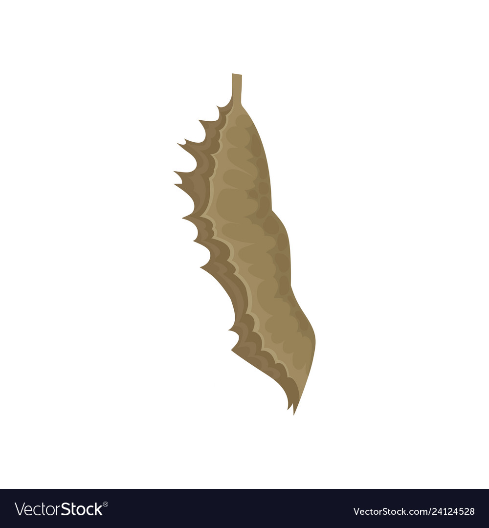 Flat Of Butterfly Pupa Chrysalis Insect Royalty Free Vector