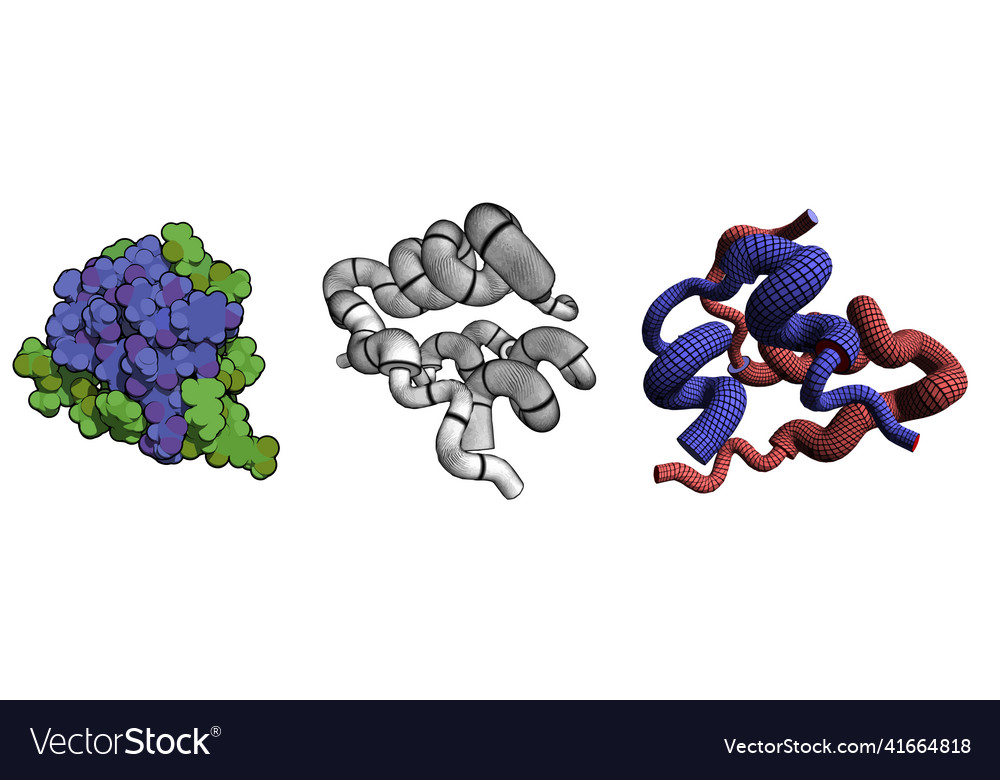 Insulin Peptide Hormone Chemical Structure Vector Image