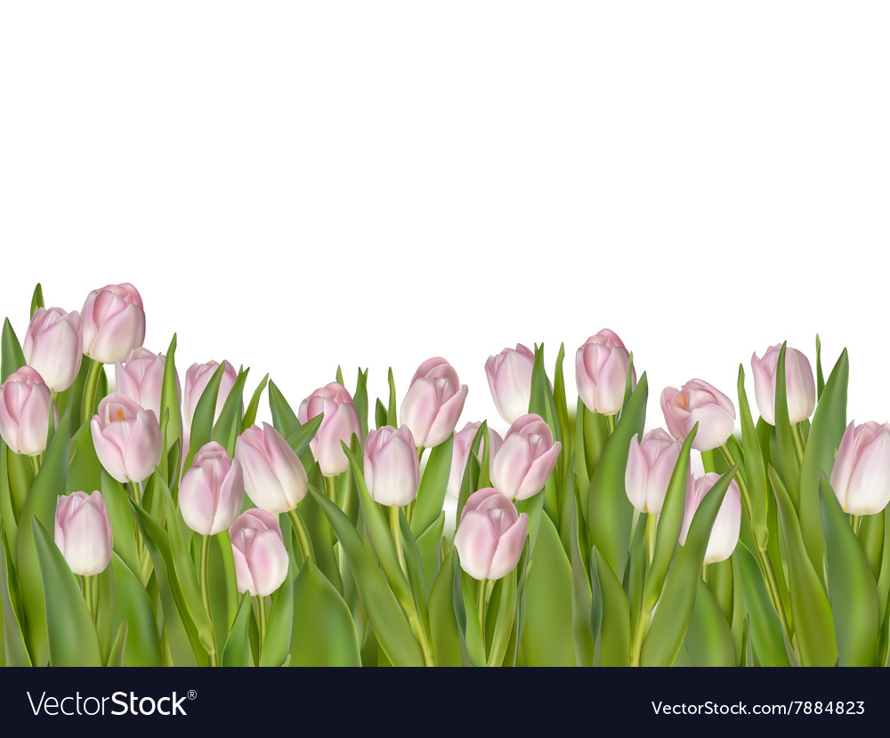 Pink Tulips White Background Eps Royalty Free Vector