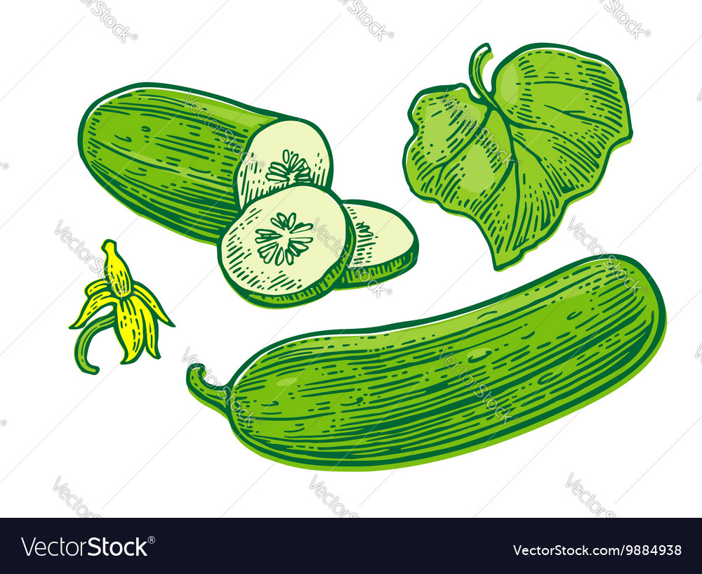 Whole cucumber