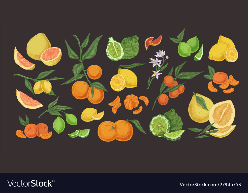 Citrus Colorful Hand Drawn Set Royalty Free Vector Image