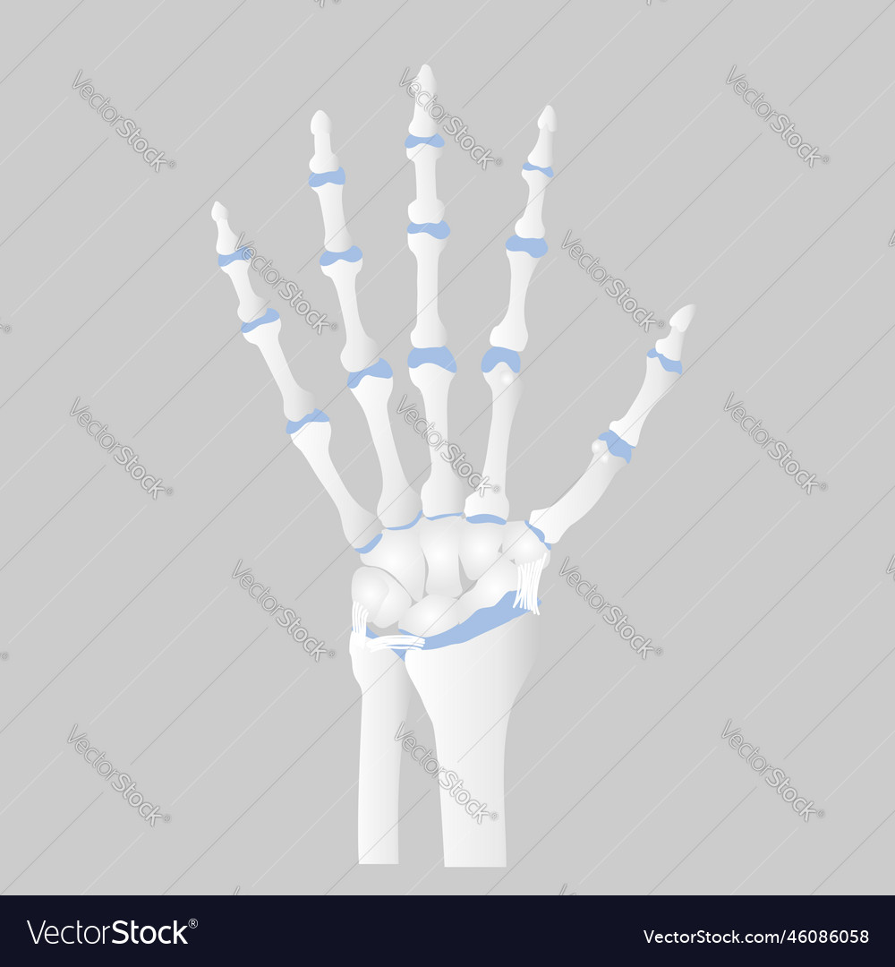 Bone Of The Hand Anatomy Orthopedic Health Care Vector Image