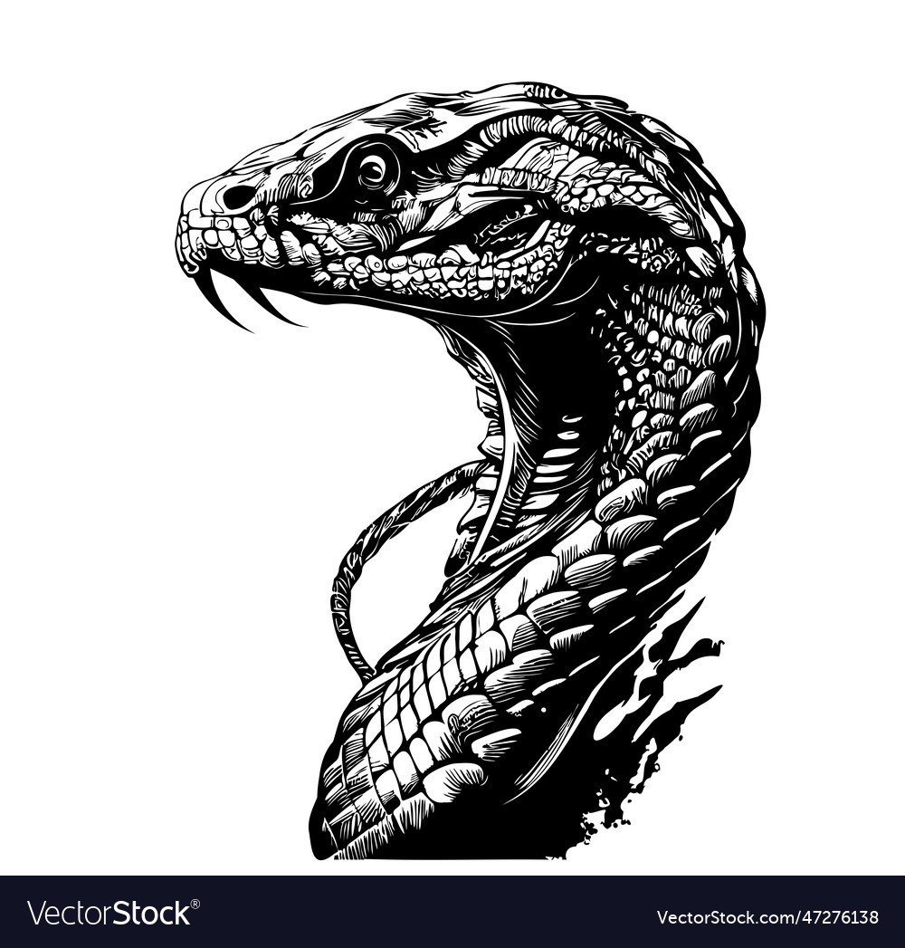 Snake Portrait Sketch Hand Drawn In Doodle Style Vector Image