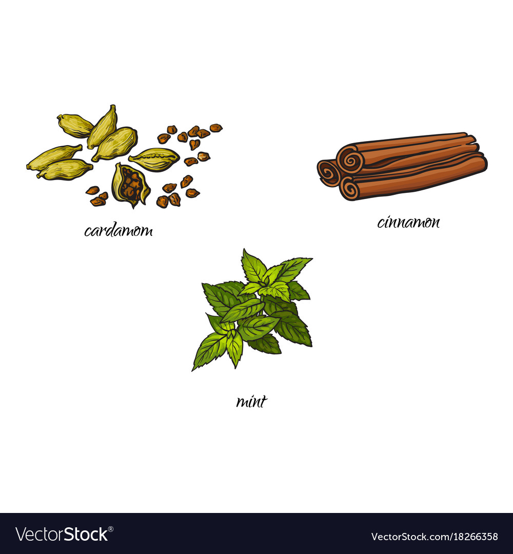 Flat Sketch Spices Condiments Herbs Set Royalty Free Vector