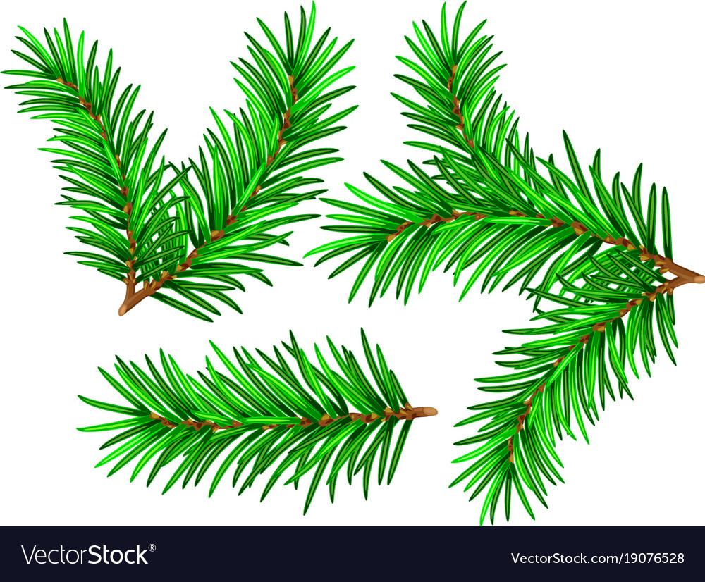 Spruce Branch Royalty Free Vector Image Vectorstock