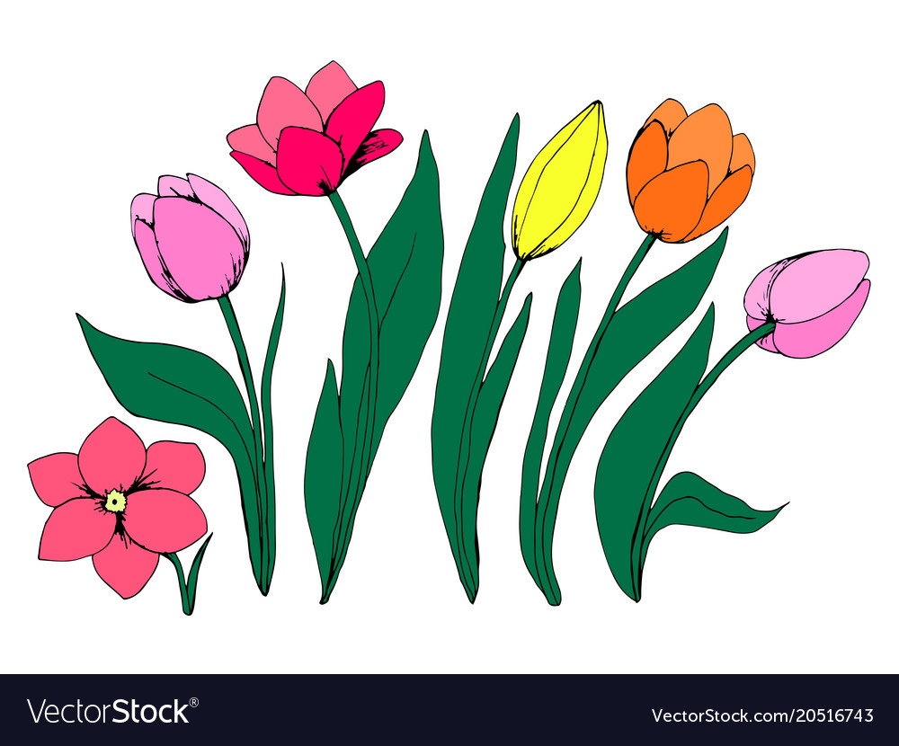 Collection Of Flowers Of The Tulip Royalty Free Vector Image