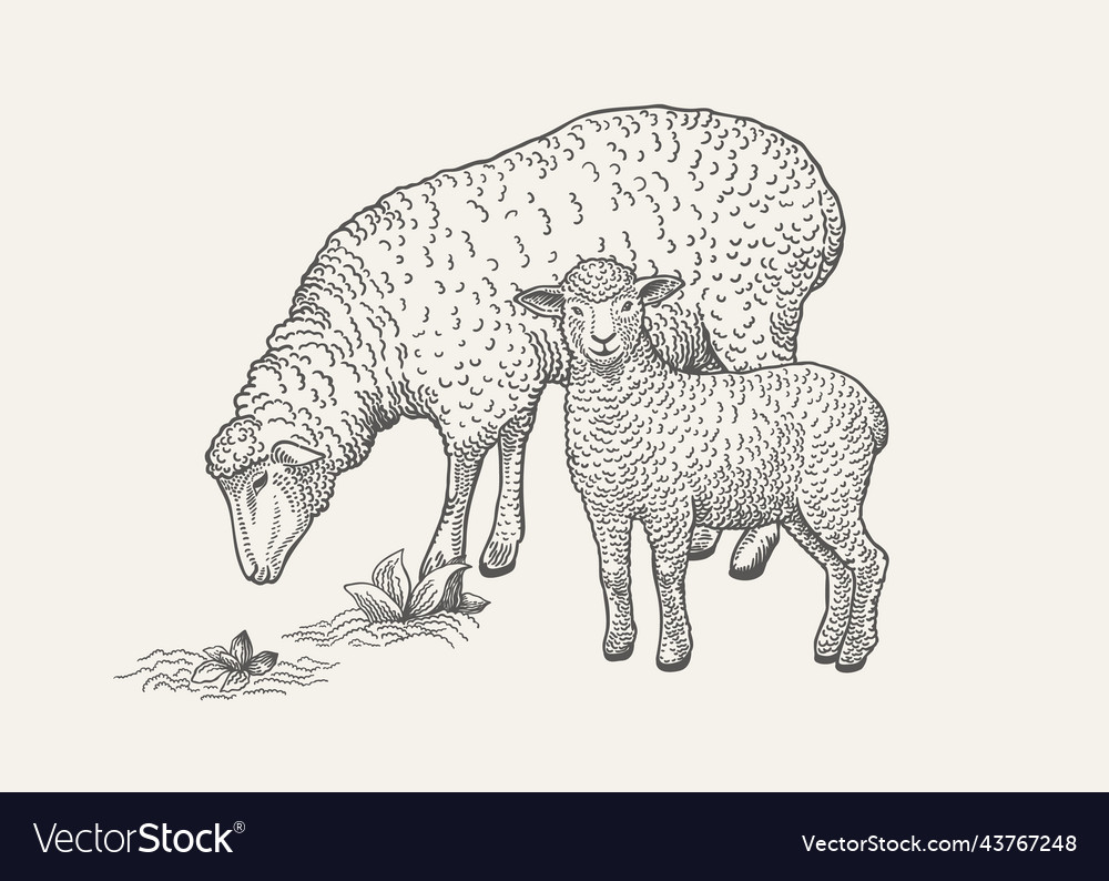 With Grazing Sheep And Lamb Royalty Free Vector Image