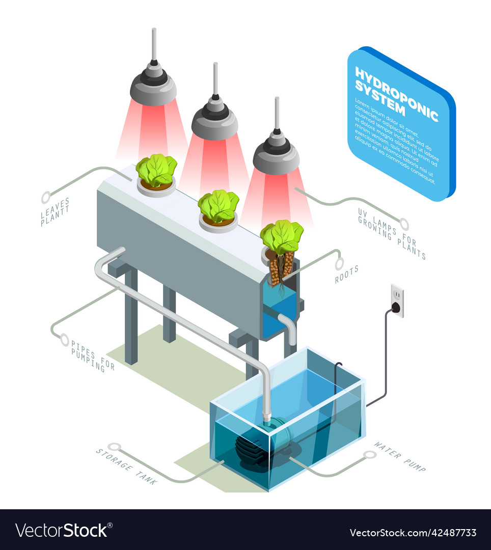 Hydroponic System Infographic Layout Royalty Free Vector