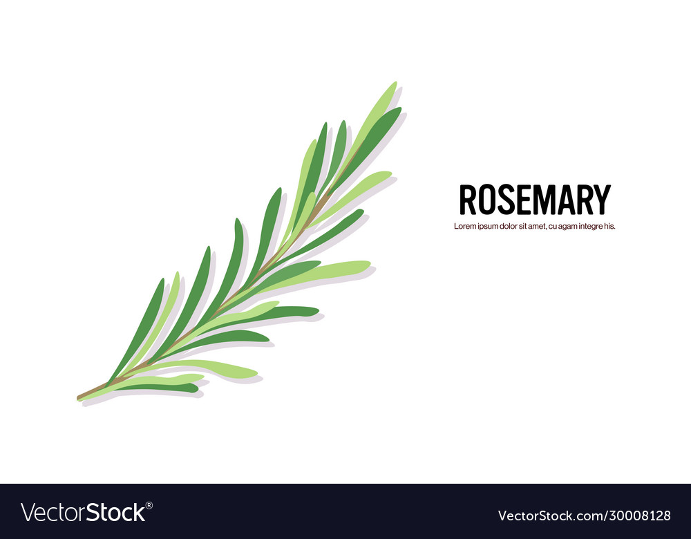 Realistic Rosemary Twig Tasty Fresh Herb Green Vector Image