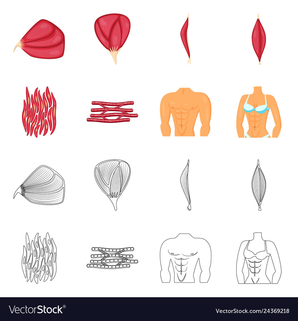 Design Of Fiber And Muscular Sign Set Royalty Free Vector