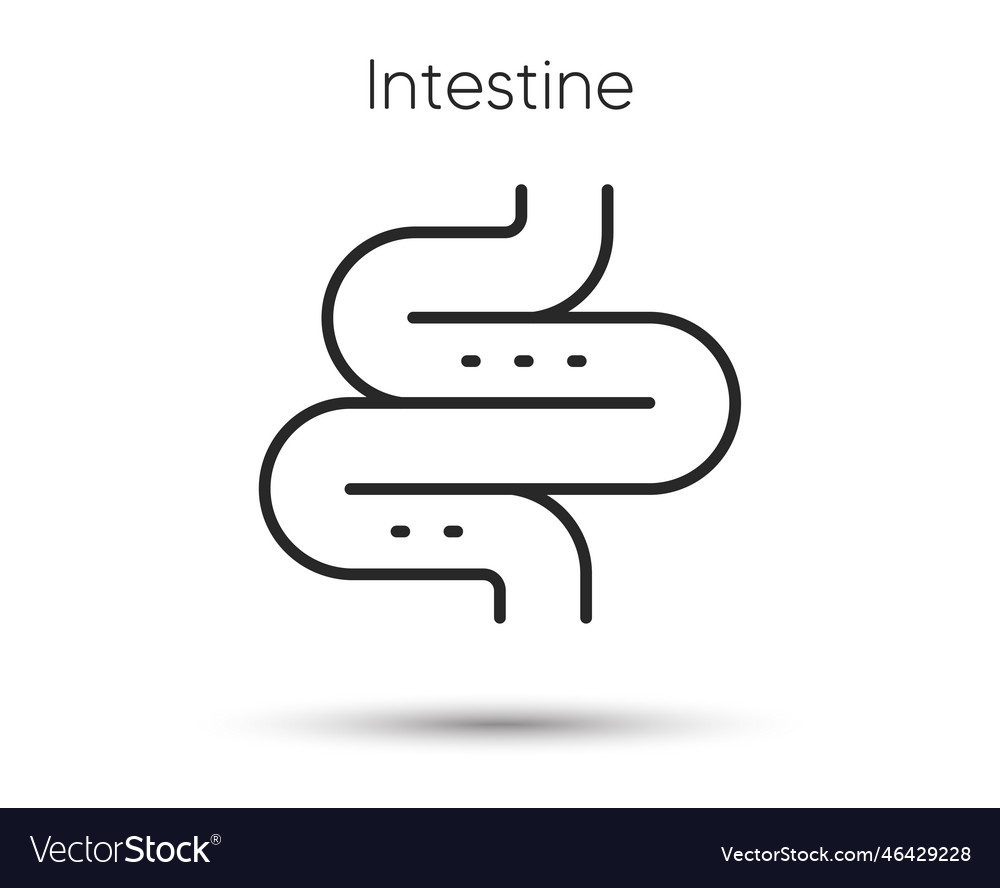 Intestine Line Icon Digestion Sign Health Bowel Vector Image