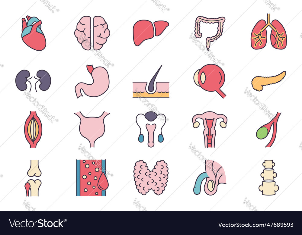 Internal Organs Icons Set Royalty Free Vector Image