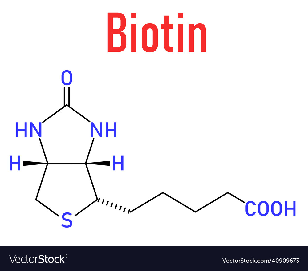 Biotin Or Vitamin B7 Molecule Skeletal Formula Vector Image