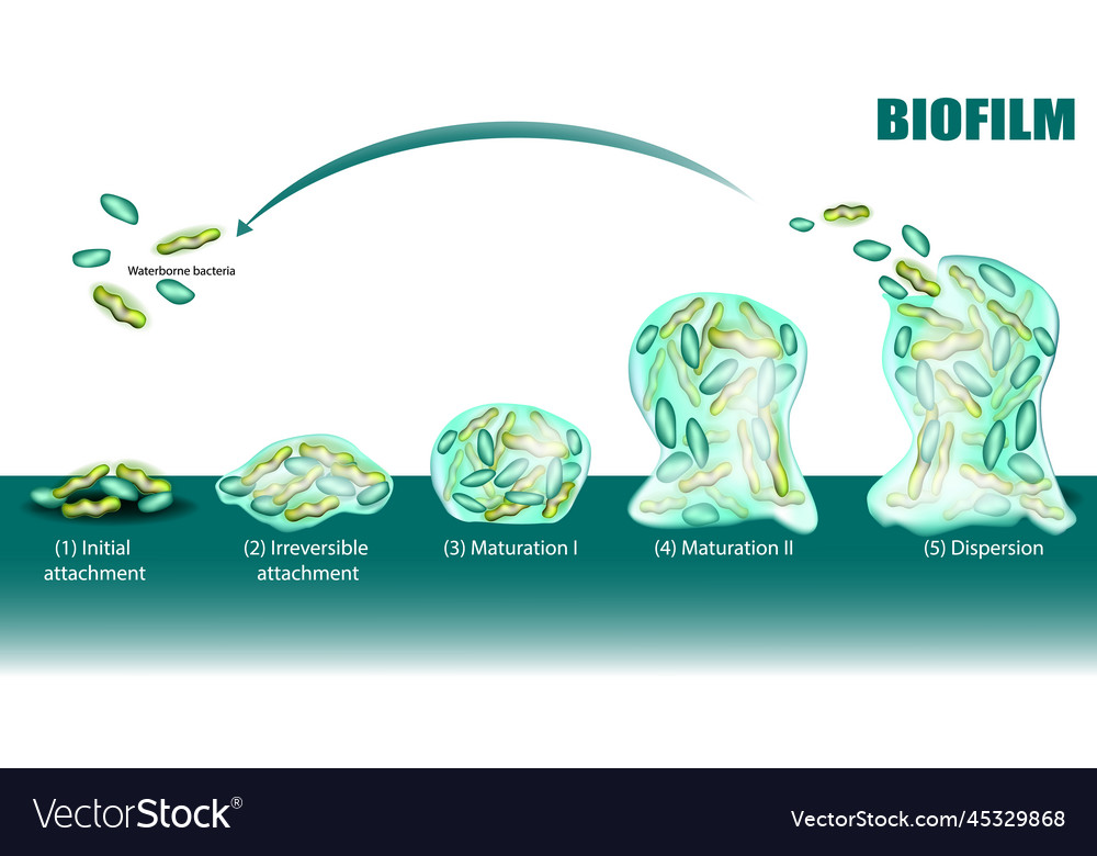 Process Of Biofilm Formation Five Stages Vector Image