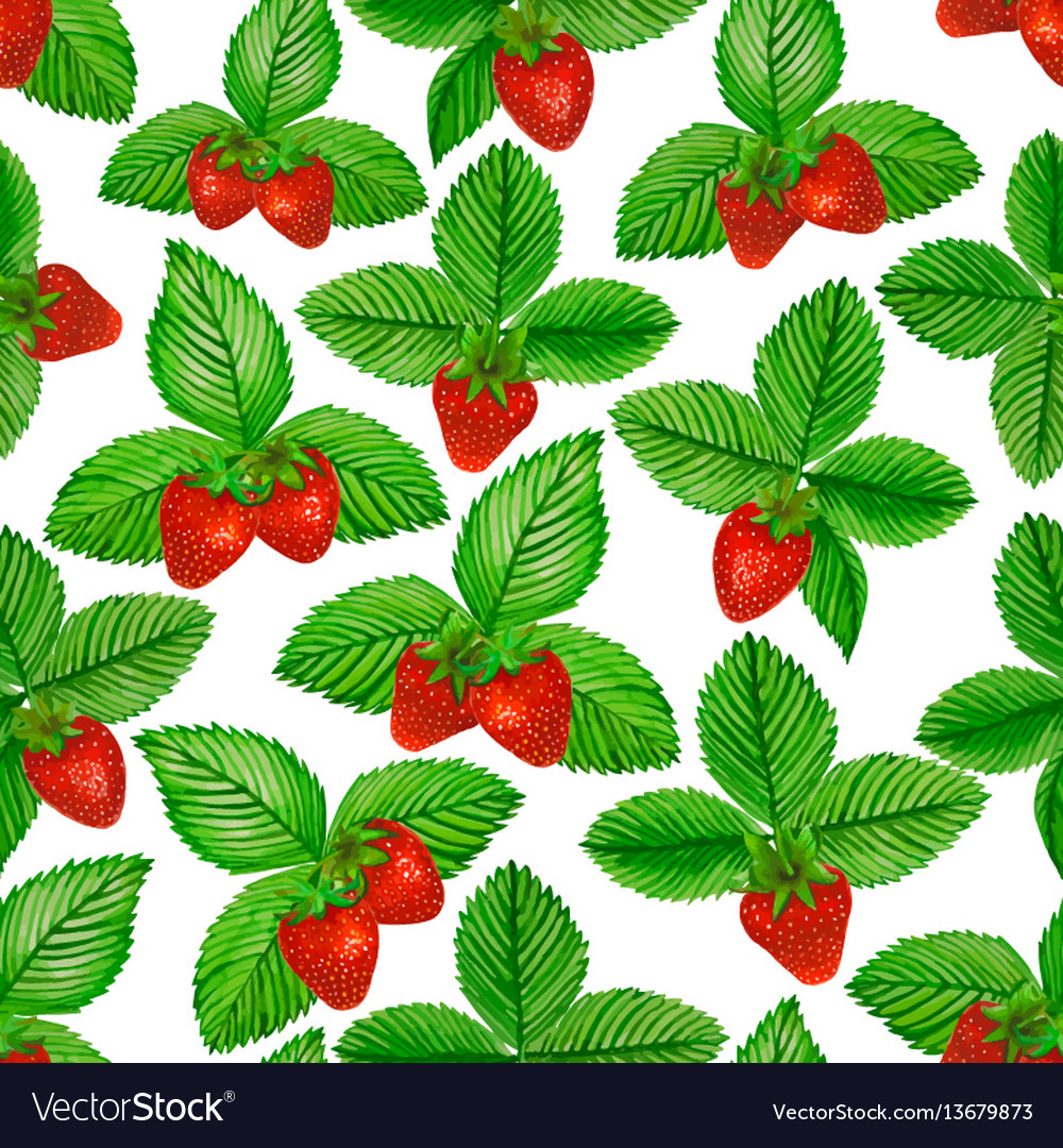 Watercolor Strawberry With Green Leaves On White Vector Image