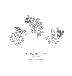 Hand Drawn Cowberry Set Royalty Free Vector Image