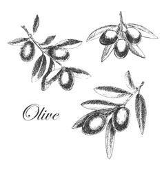 Hand Drawn Olive Branch Detailed Sketch Royalty Free Vector