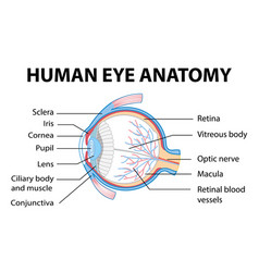 Diagram Human Eye Anatomy With Label Royalty Free Vector