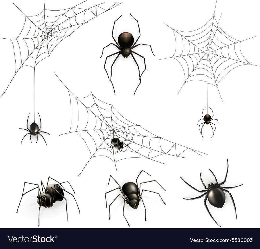 133,332 Spiderweb Images, Stock Photos, 3D objects, & Vectors