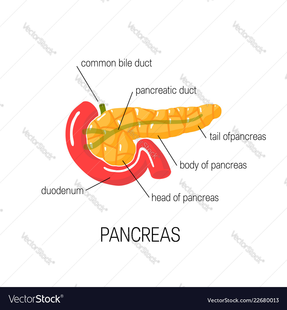 How To Draw Pancreas | step by step drawing - YouTube